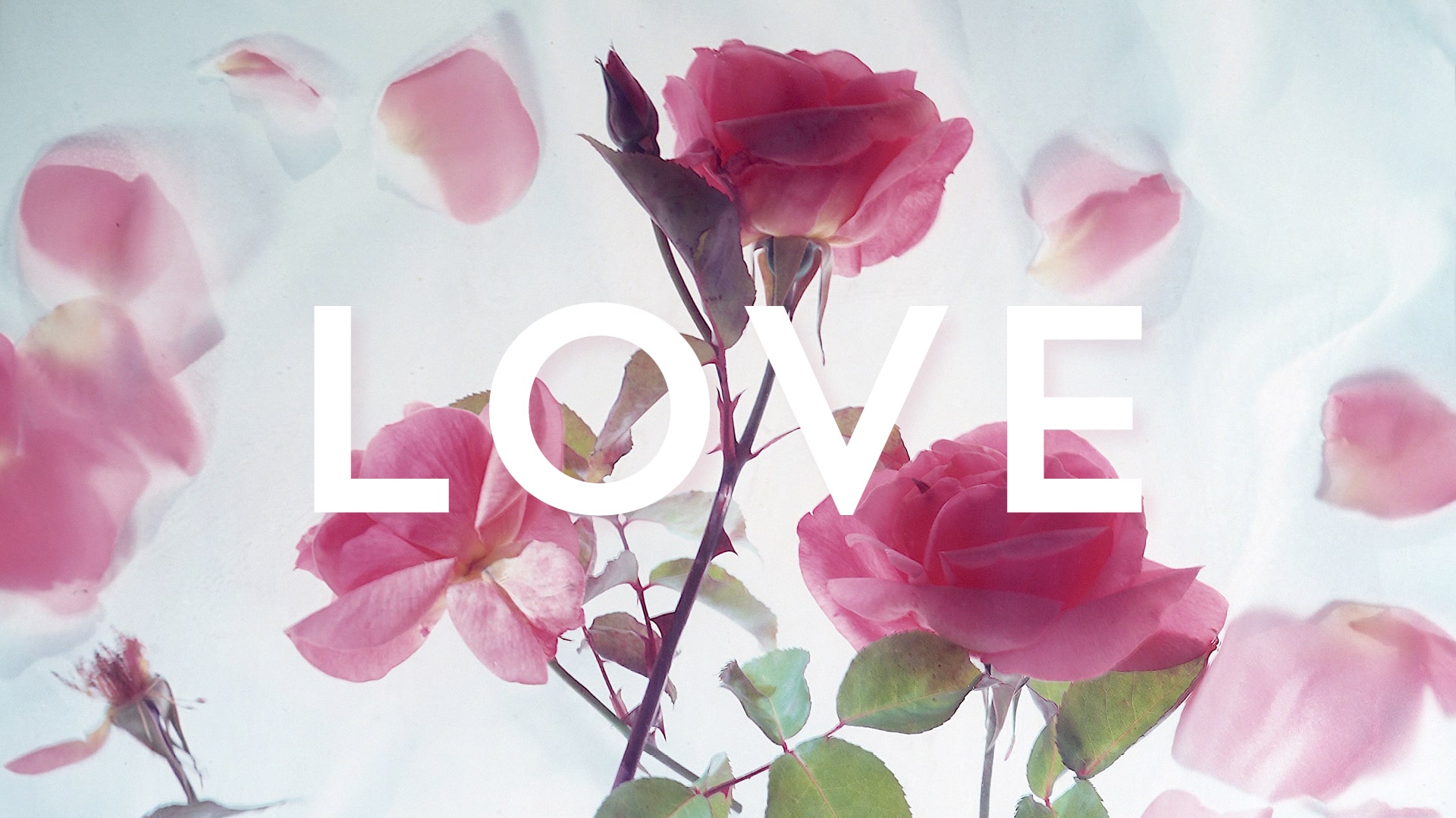 Love Album Cover